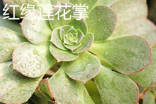 红缘莲花掌叶片