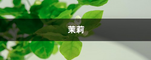 绿萝茉莉...夏天这么养，跟打激素一样疯长不停！