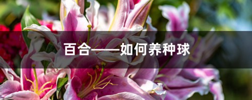 百合——如何养种球