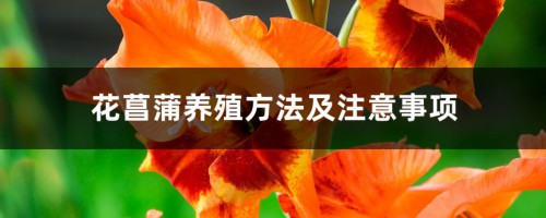 花菖蒲养殖方法及注意事项